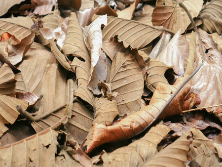 Dry leaves  on ground in forestの写真素材