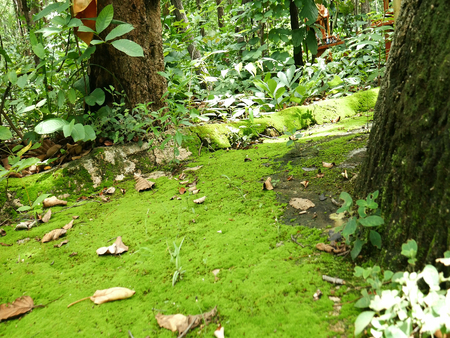 Moss texture, backgroundの写真素材