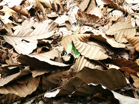 Dry leaves  on ground in forestの写真素材
