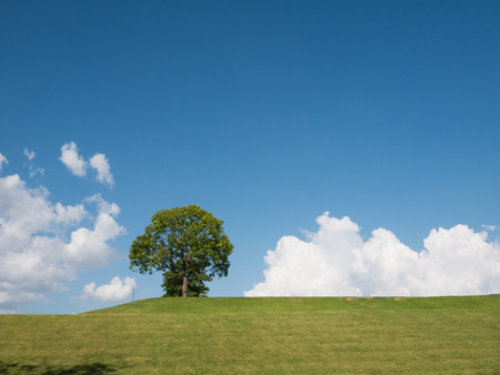 Tree ans skyの写真素材
