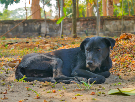 Thai Dog Laying on The Ground in Country Area, Thailand