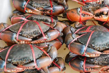 Crabs are sold in the Thai seafood market.の写真素材