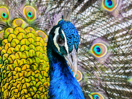 Peacock displaying his colorful feathered tail.の写真素材