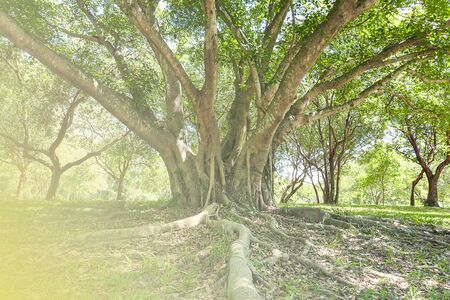 A large tree with roots covering the ground, a large tree in the gardenの写真素材