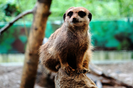 Photo of a Meerkat sitting on rockの写真素材