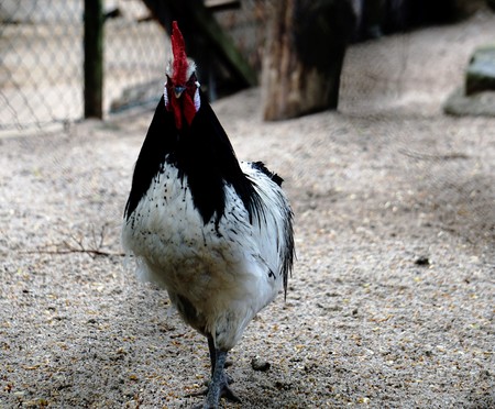 A photo of a male Lakenvelder chickenの写真素材
