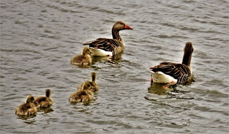 A family of greylag geese swimming on a lakeの写真素材