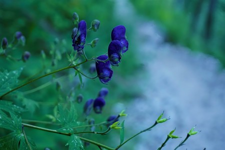 Beautiful purple Aconitum napellus blossoms in the forestの写真素材
