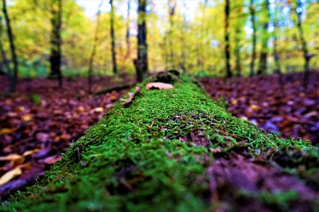 Mossy tree trunk lying on the forest floor in Nussloch, Germanyの写真素材