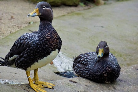 Flying steamer ducks couple standing and sittingの写真素材