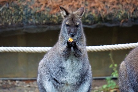 Cute looking red-necked wallaby eating a carrotの写真素材