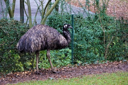 Emu standing in front of a fence in the zooの写真素材