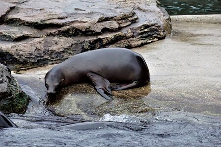 A young California sea lion looking into the waterの写真素材