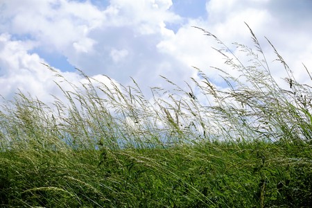 Poaceae on meadow in front of cloudy blue skyの写真素材