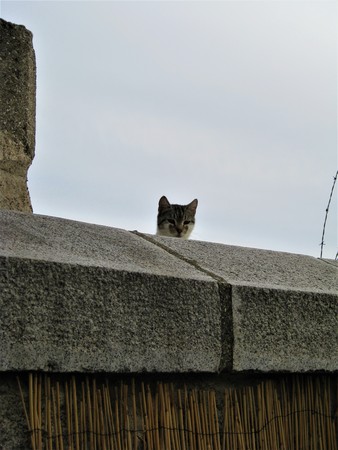 Cat hiding behind a wall in Madrid, Spainの写真素材