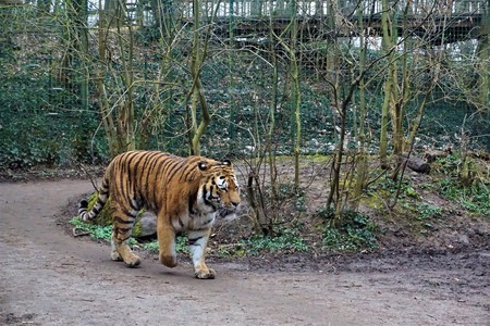 Siberian tiger walking through forest in the zooの写真素材