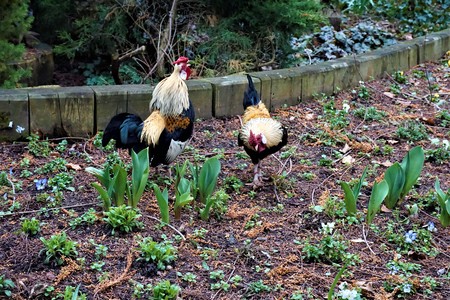 Bantam cock and hen in the zoo of Landau, Germanyの写真素材