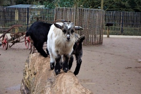 Cute baby goats standing on a trunk in the zooの写真素材