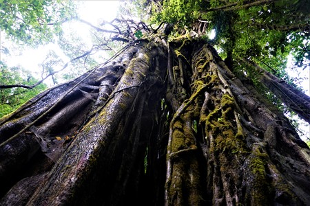 Strangler fig in the Curicancha Reserve, Costa Ricaの写真素材