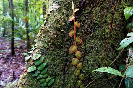 Different climbing plants spotted in the Curi Cancha Reserve, Costa Ricaの写真素材