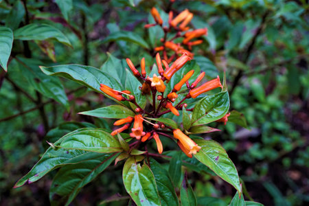 Unidentified flower - maybe Solanaceae family spotted in Costa Rica