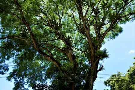 Bromelias growing on tree in Carara National Park, Costa Ricaの写真素材