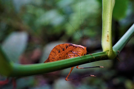 Katydid mimicking a leaf in Las Quebradas, Costa Ricaの写真素材