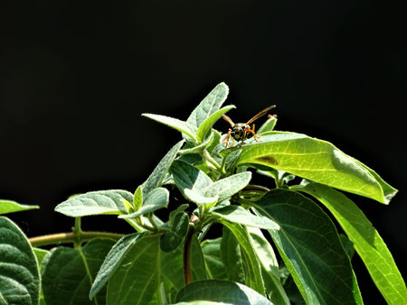 A wasp sitting on the leaves of a Lonicera plant