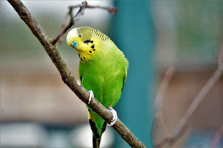 Budgerigar sitting on a branch and crooking head