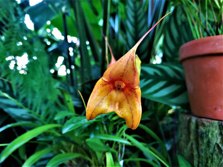 Orange kite-shaped blossom of a Masdevallia kimballiana hybride