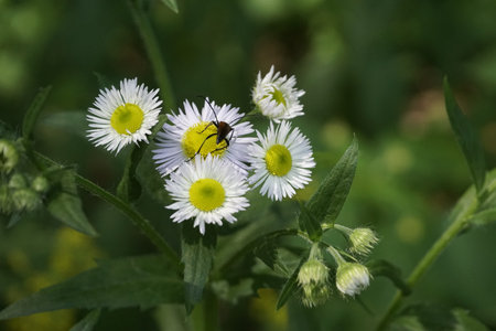 Close-up of Erigeron annuus blossoms with black bug spotted in Saxon Switzerland, Germany