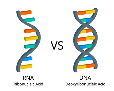 comparison of RNA or ribonucleic acid to DNA or deoxyribonucleic acidのイラスト素材