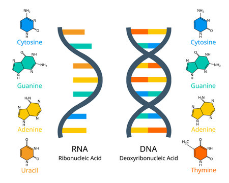 comparison of RNA or ribonucleic acid to DNA or deoxyribonucleic acidのイラスト素材