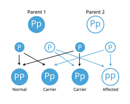 Mendelian genetics, the three possible genetic conditions for a trait inherited in a recessive mannerのイラスト素材