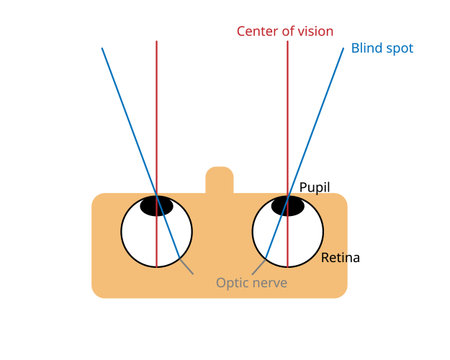 A blind spot, scotoma, is an obscuration of the visual field. A particular blind spot known as the physiological blind spot, called blind pointのイラスト素材