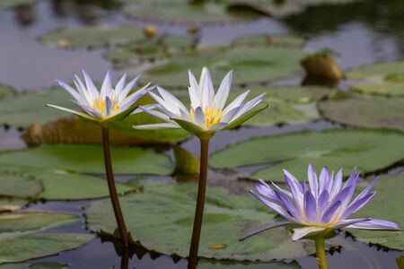 Blooming lotus pond Centralの写真素材