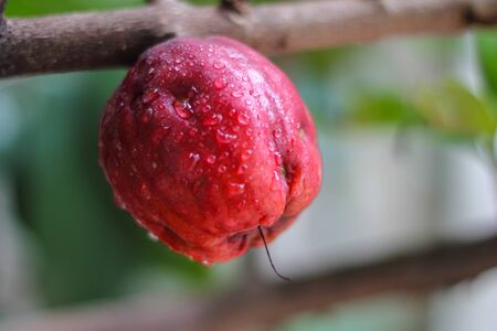 Beautiful red fruit of Thailand.の写真素材