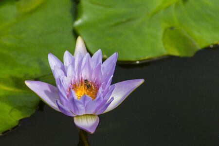 Blue lotus blooming in the pool water.の写真素材