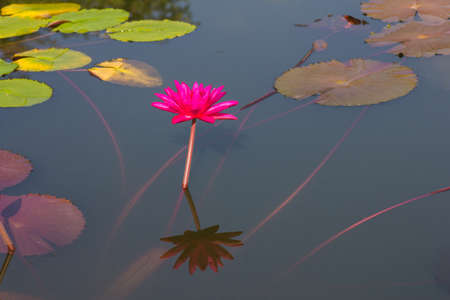 Pink lotus flower blooming in the pool waterの写真素材