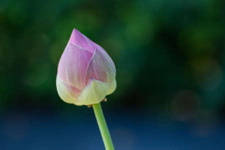 One pink lotus flower in the pool waterの写真素材