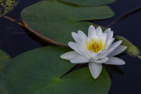 One white lotus flower in the pool waterの写真素材