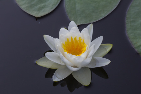 One white lotus flower in the pool waterの写真素材
