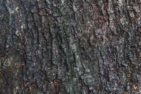 Dark wood texture grunge background.の写真素材