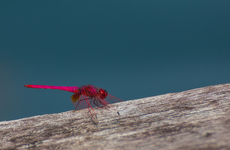 Red dragonfly perched on a wooden floor.の写真素材
