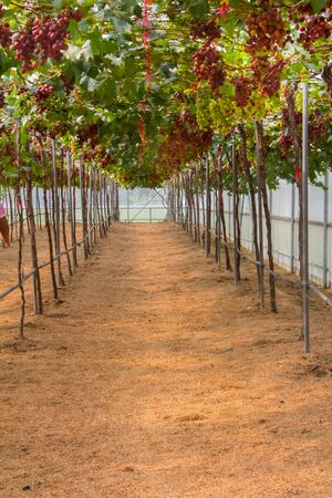 Central Valley vineyard planted in rows.の写真素材