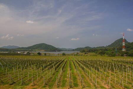 Central Valley vineyard planted in rows.の写真素材