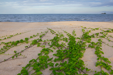 Ipomoea Pescaprae  growth across the beachの写真素材