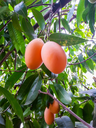 Maprang fruit golden delicious sweet taste.の写真素材