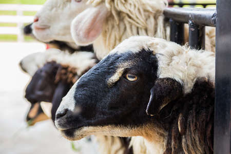 A black and white goat on the farm.の写真素材