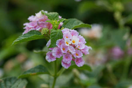 Is a small shrub with beautiful flowers.の写真素材